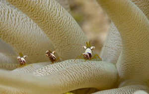 Three of a kind beats a full house.  Squat anemone shrimp by John Roach 